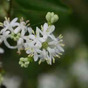 Heptacodium miconioides Temple of Bloom®