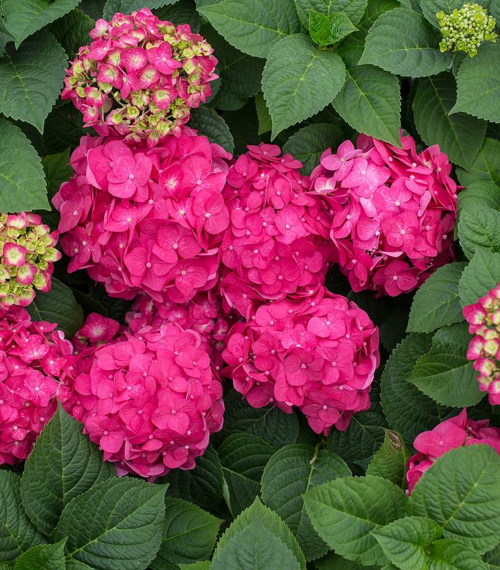 Hydrangea mac. Endless Summer® Summer Crush®