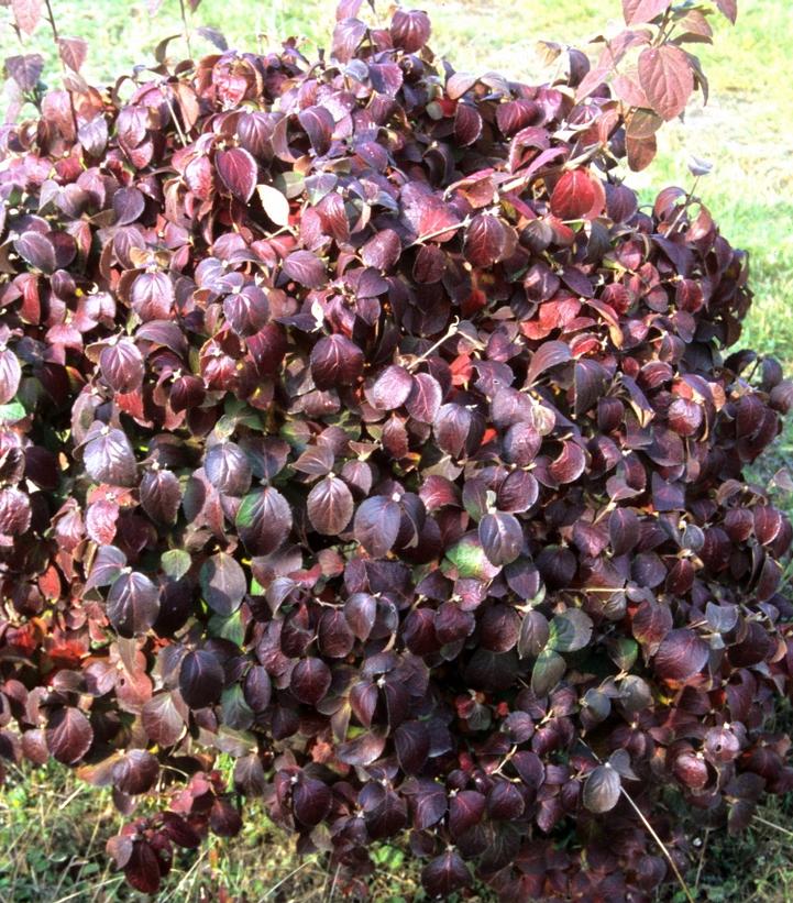 Viburnum carlesii Spice Island™