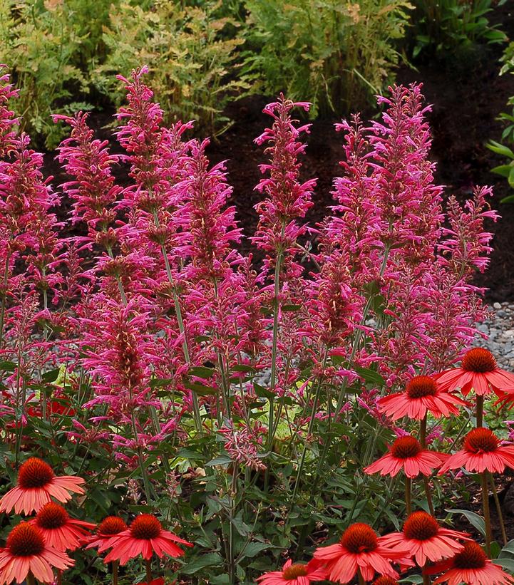 Agastache 'Morello'