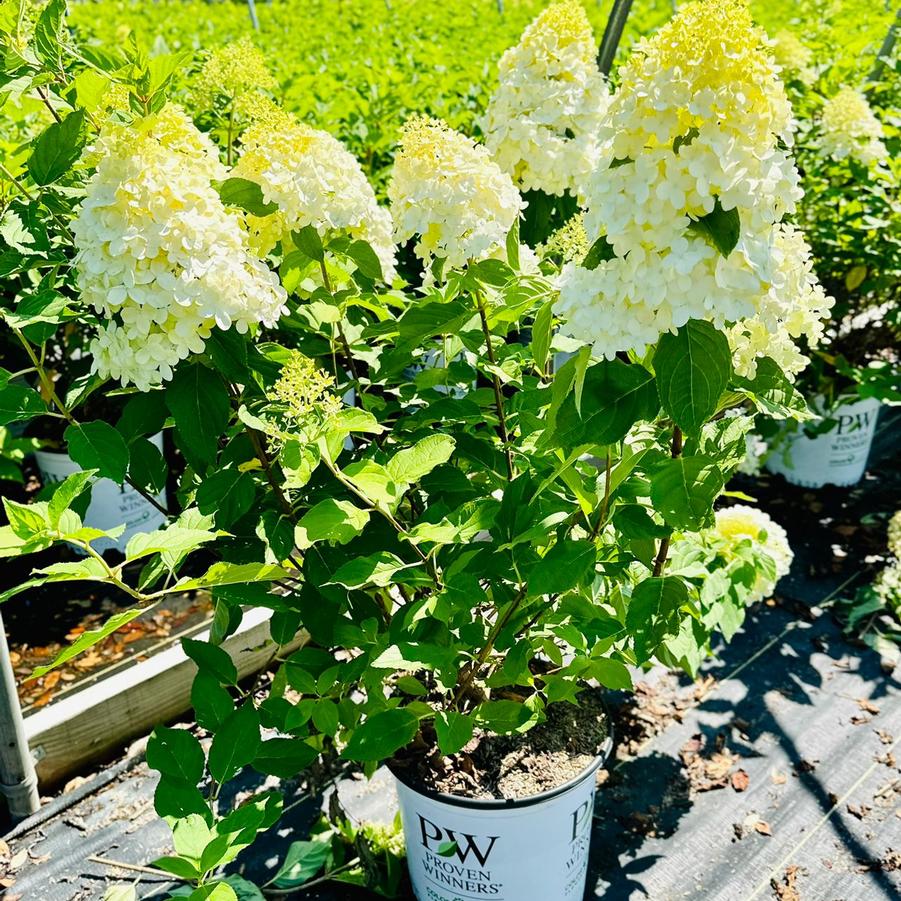 Hydrangea pan. 'Limelight'