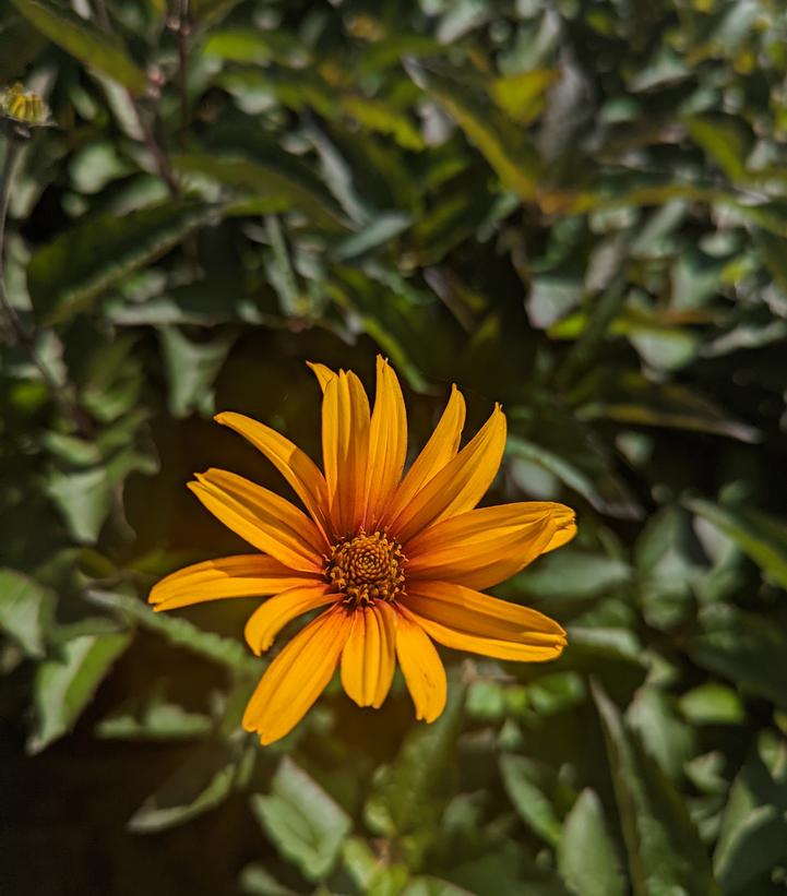 Heliopsis helianthoides var. scabra 'Burning Hearts'