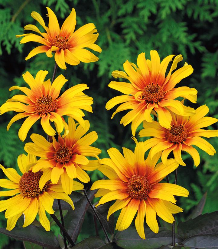 Heliopsis helianthoides var. scabra 'Burning Hearts'