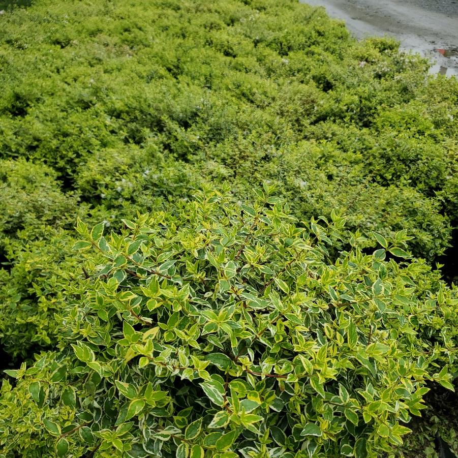 Rhododendron cat. Roseum Elegans