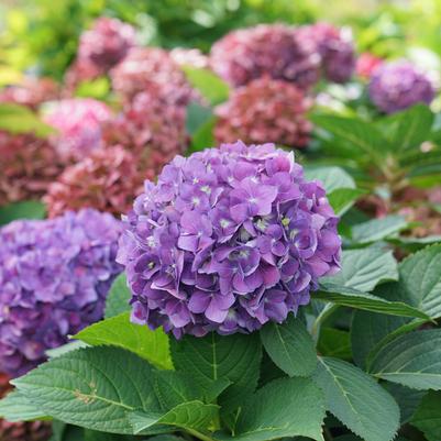 Hydrangea x Let's Dance ¡Arriba!®