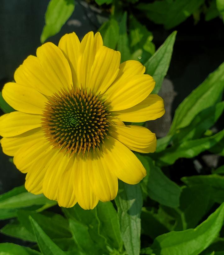 Echinacea Eye-catcher™ 'Canary'