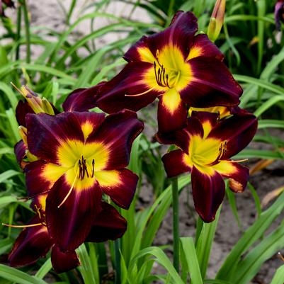 Hemerocallis RAINBOW RHYTHM® 'Persian Ruby'