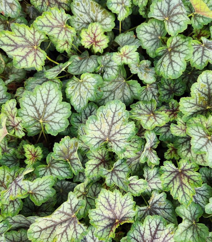 Heuchera americana 'Green Spice'