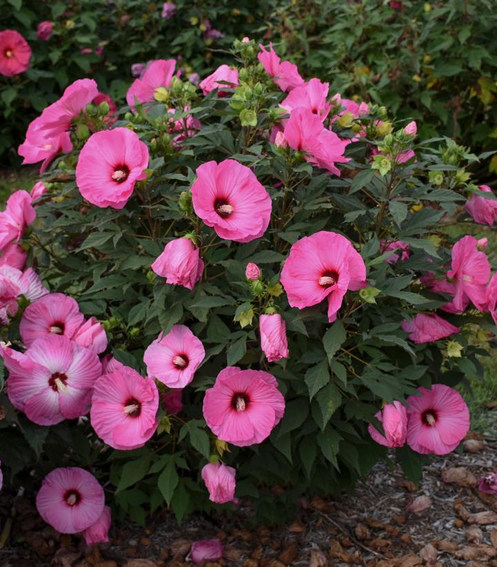 Hibiscus Summerific® 'Candy Crush'