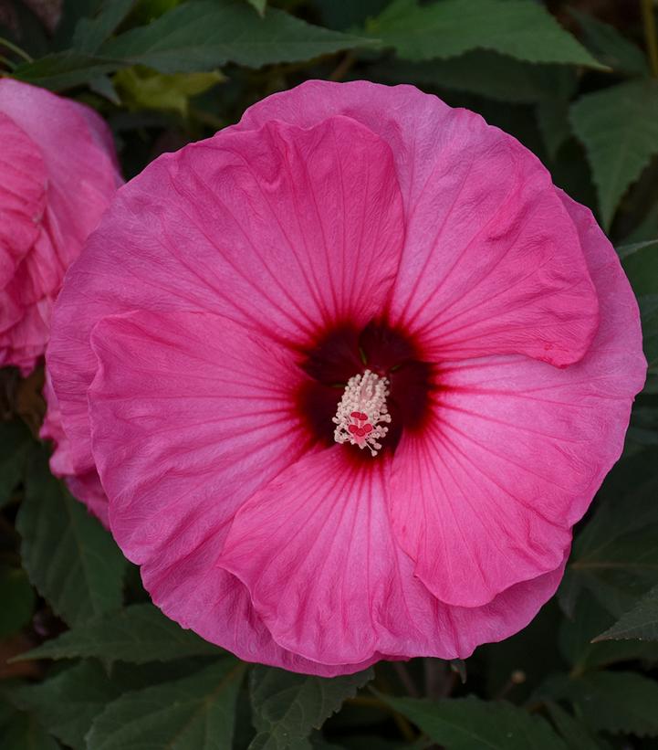 Hibiscus Summerific® 'Candy Crush'