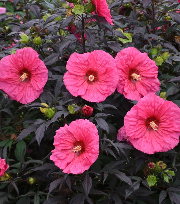 Hibiscus Summerific® Summerific® 'Evening Rose'