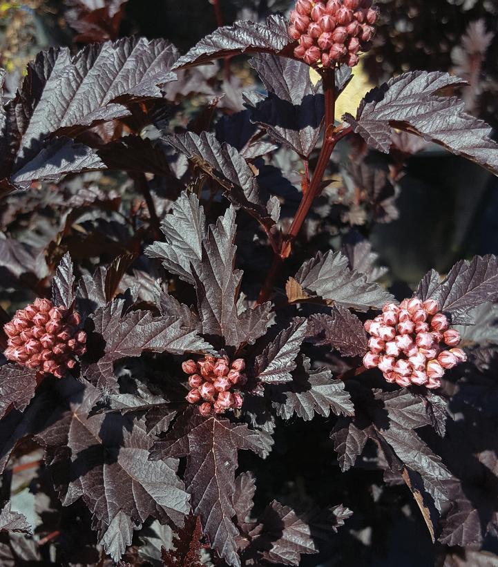 Physocarpus opulifolius Panther®