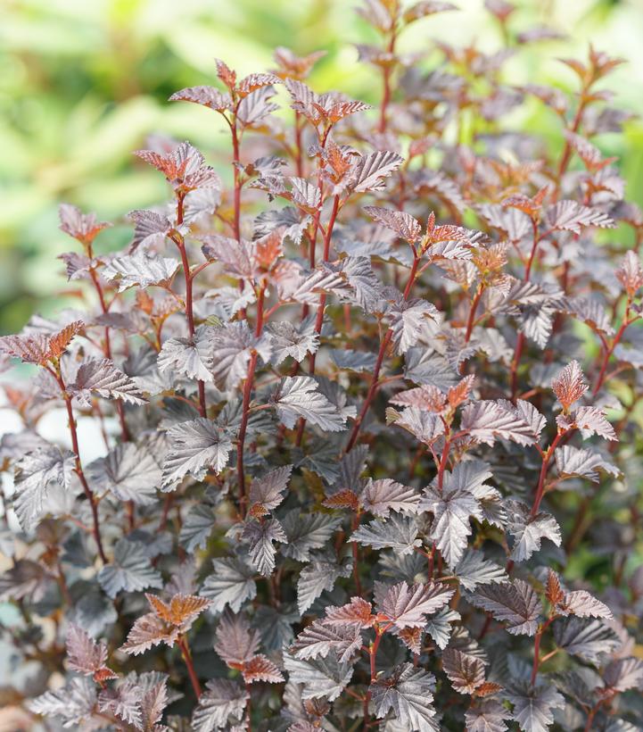 Physocarpus opulifolius Summer Wine® Black