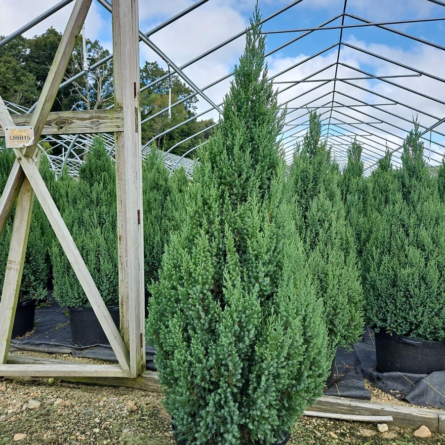 Juniperus chinensis Blue Point