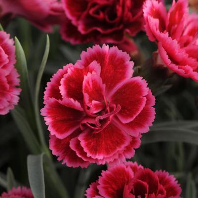 Dianthus Everlast™ Burgundy Blush