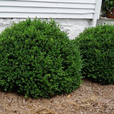 Buxus micro. jap. 'Green Beauty'