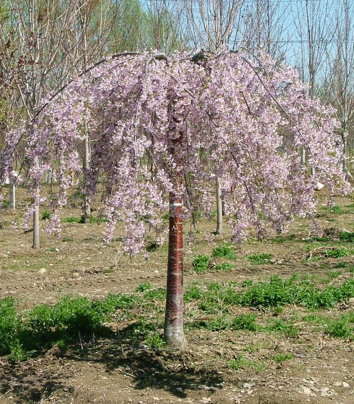 Prunus x Pink Snow Showers™