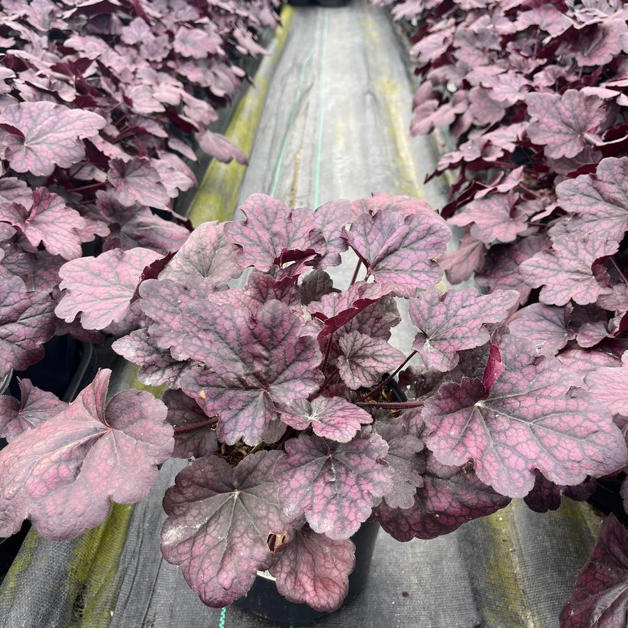 Heuchera Grape Expectations