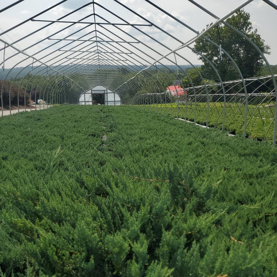 Juniperus horizontalis 'Blue Chip'