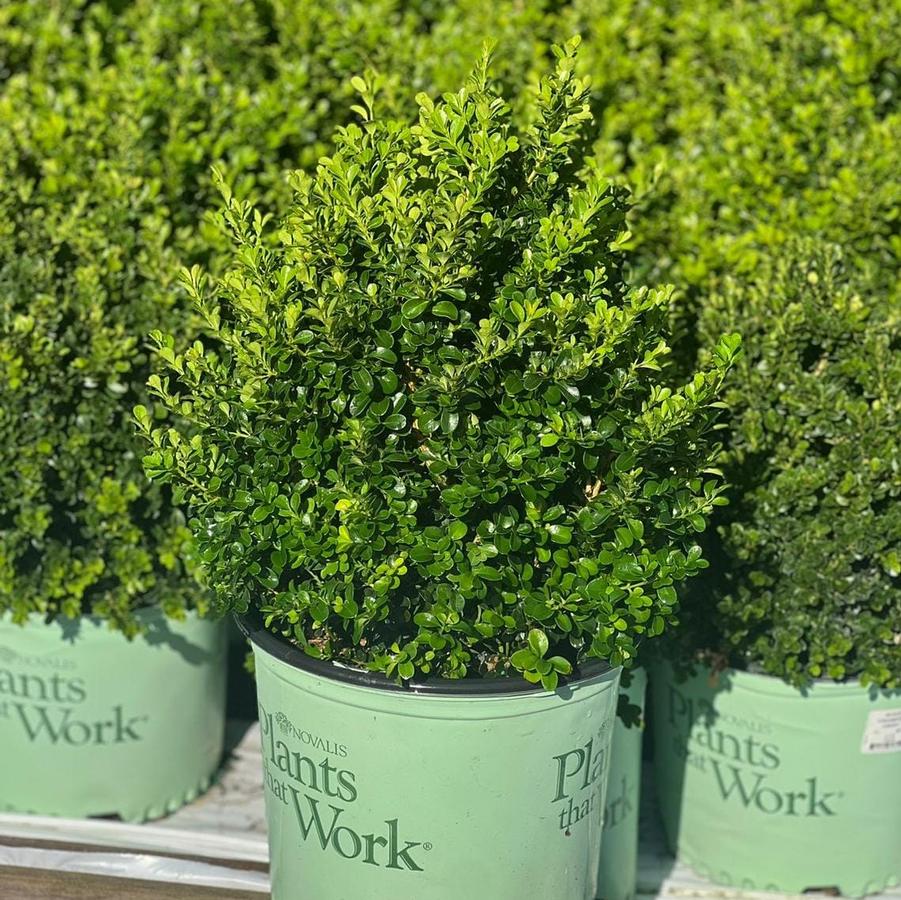 Buxus 'Cranberry Creek'