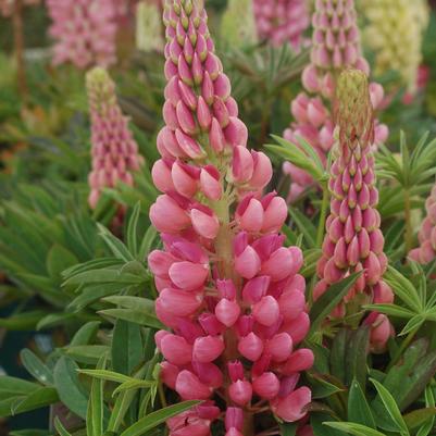 Lupinus Gallery Pink