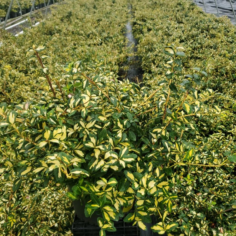 Euonymus fortunei 'Moonshadow'