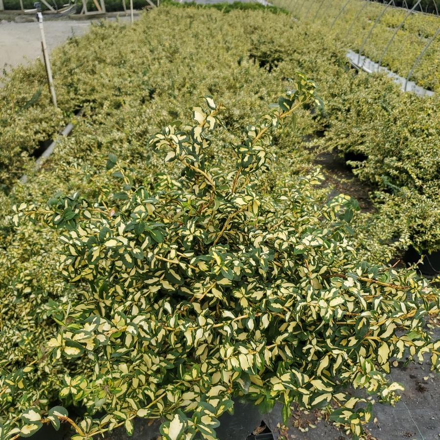 Euonymus fortunei 'Moonshadow'