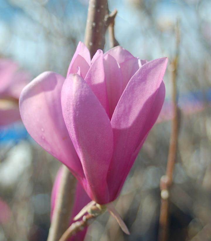 Magnolia liliiflora Jane