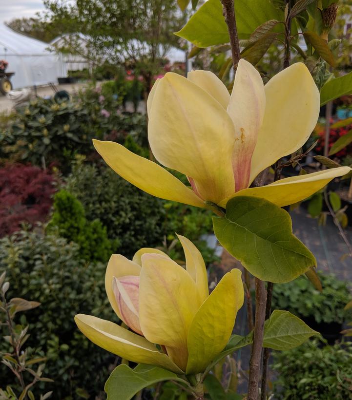 Magnolia X Sunsation
