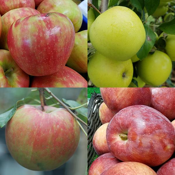 Malus 4 - in - 1 Cold Climate