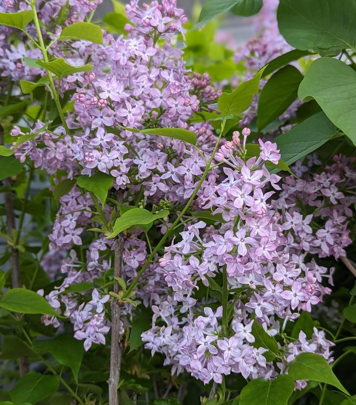 Syringa x hyacinthiflora Scentara Pura®