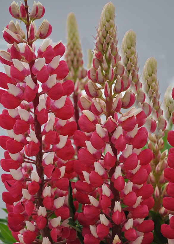 Lupinus Staircase™ Red & White
