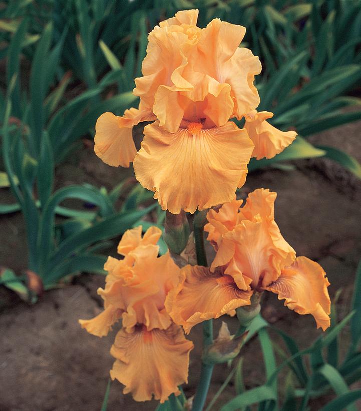 Iris germanica 'Mango Entrée'