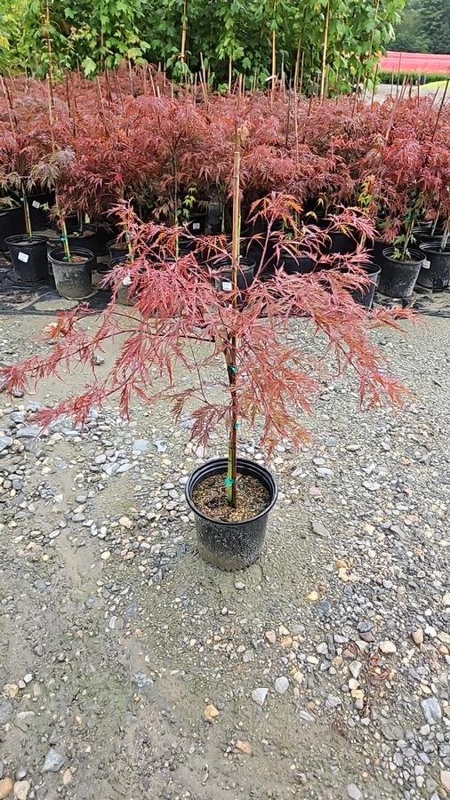 Acer palmatum dissectum 'Red Dragon'