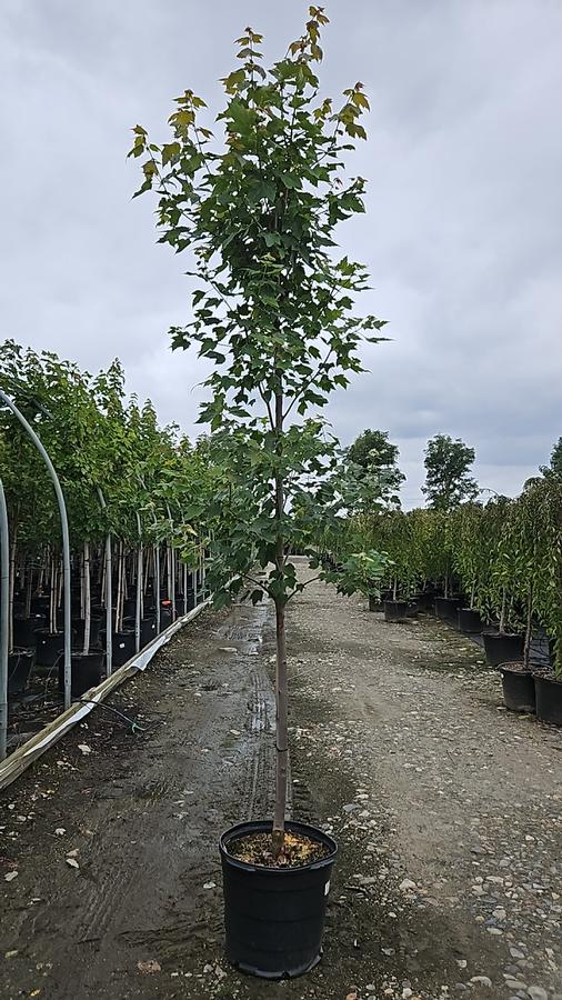 Acer rubrum Red Sunset®