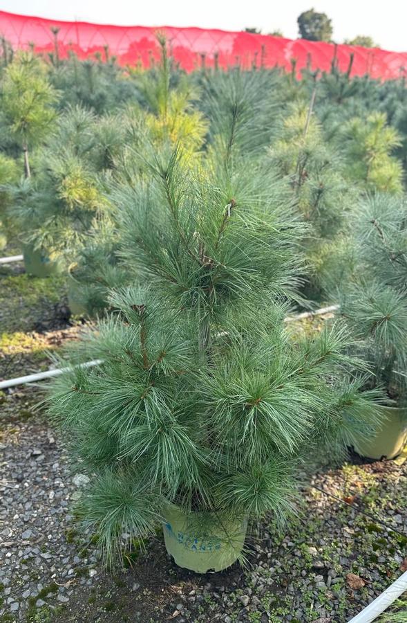 Pinus strobus 