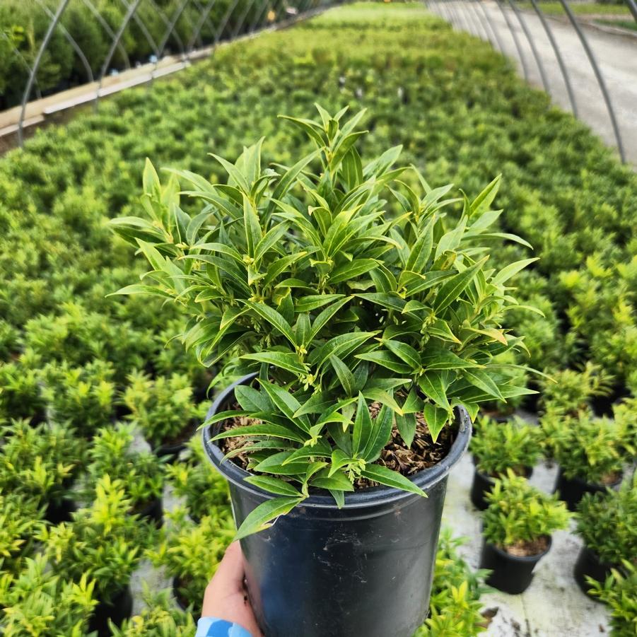 Sarcococca hookeriana var. humilis