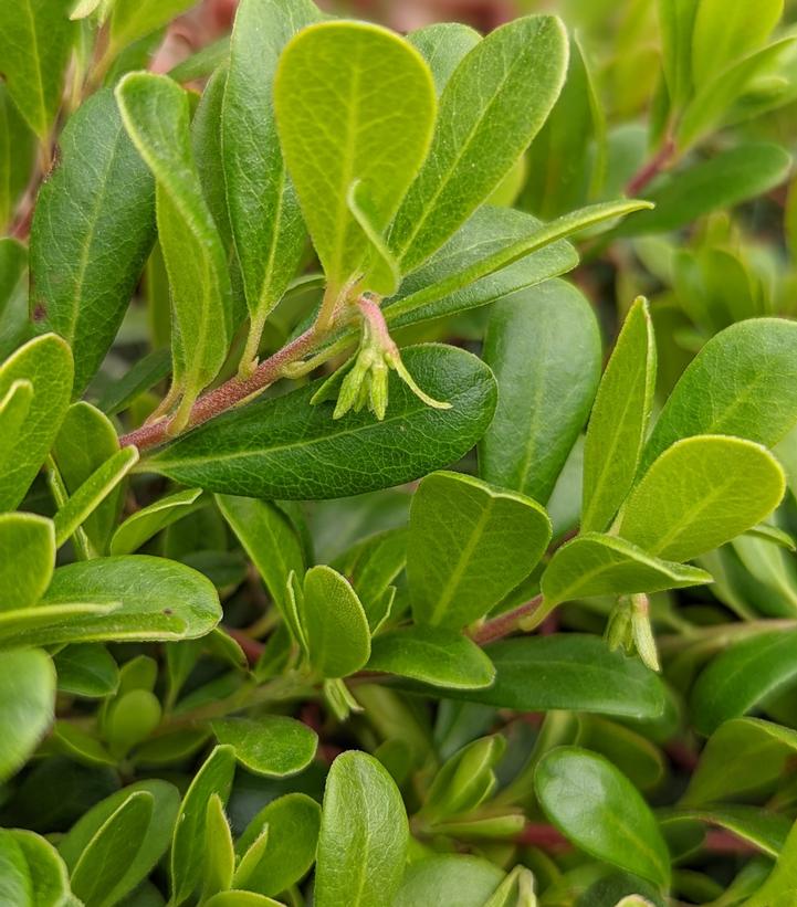 Arctostaphylos Massachusetts Hybrid