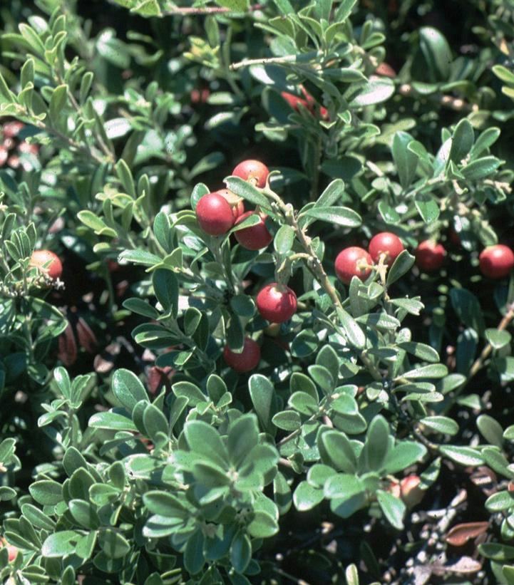 Arctostaphylos Massachusetts Hybrid