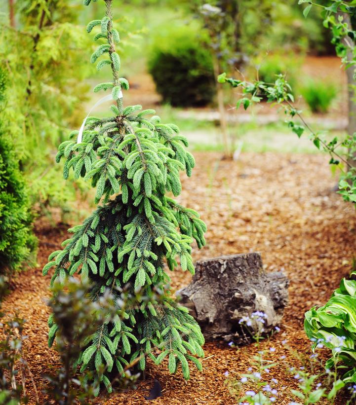 Picea glauca Pendula