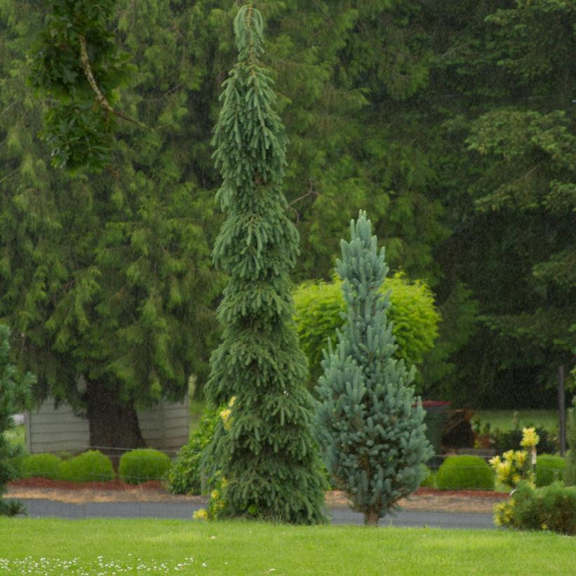 Picea glauca Pendula