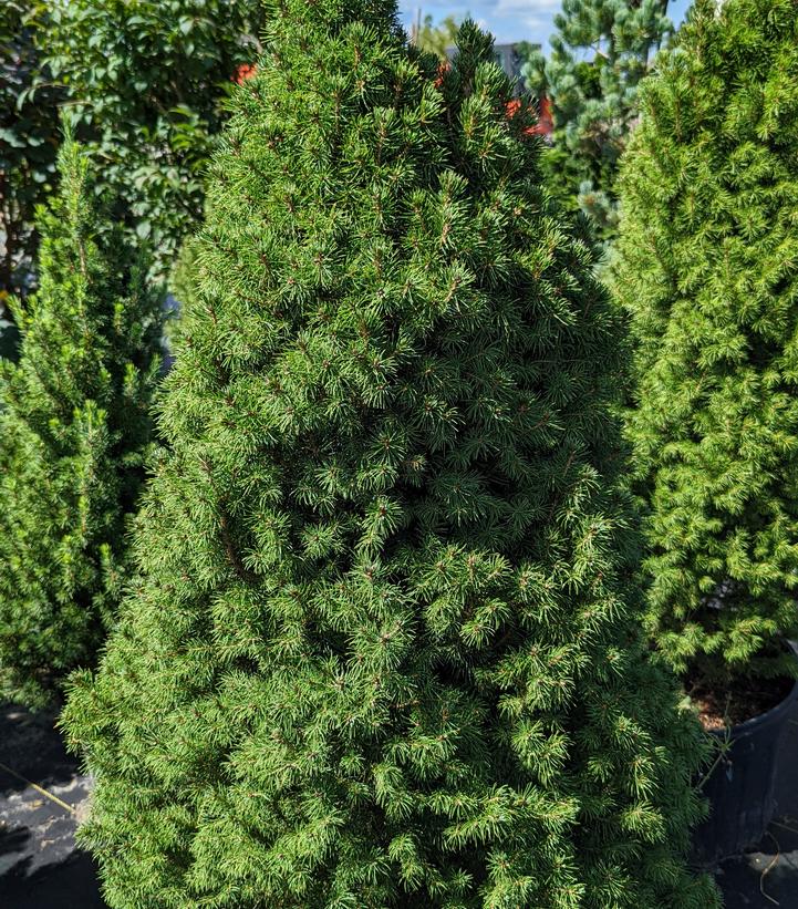 Picea glauca 'Conica'