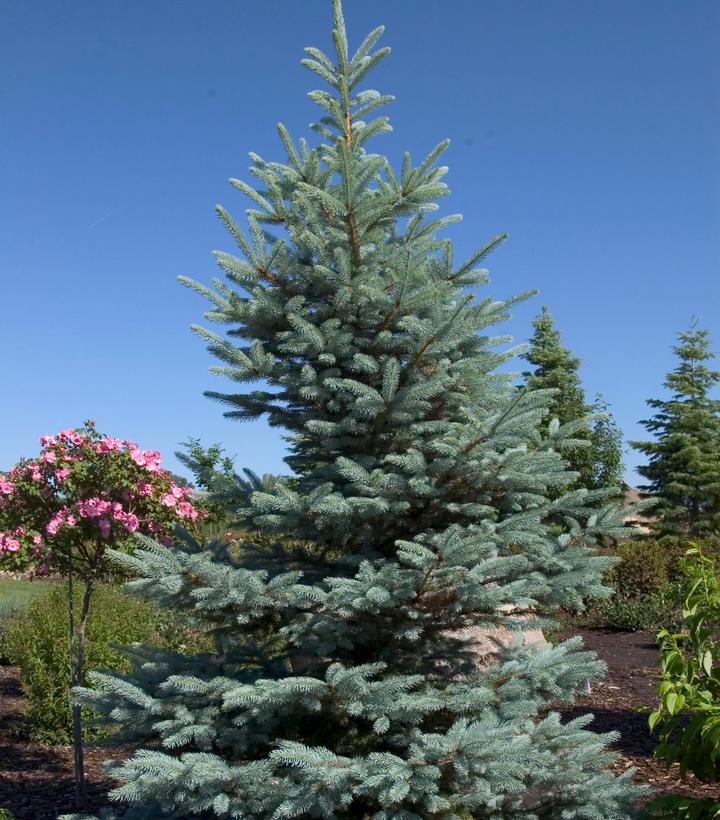 Picea pungens 'Fat Albert'