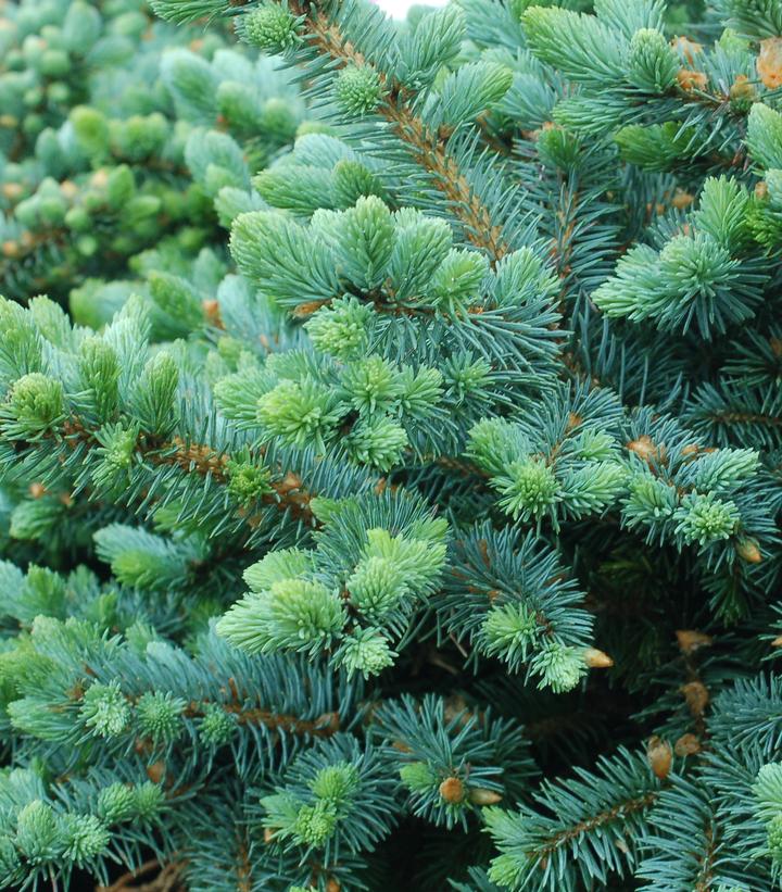 Picea pungens glauca 'Globosa'