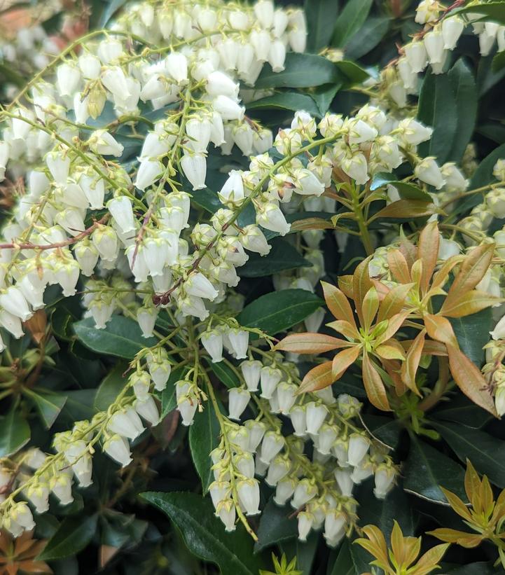 Pieris jap. Compacta