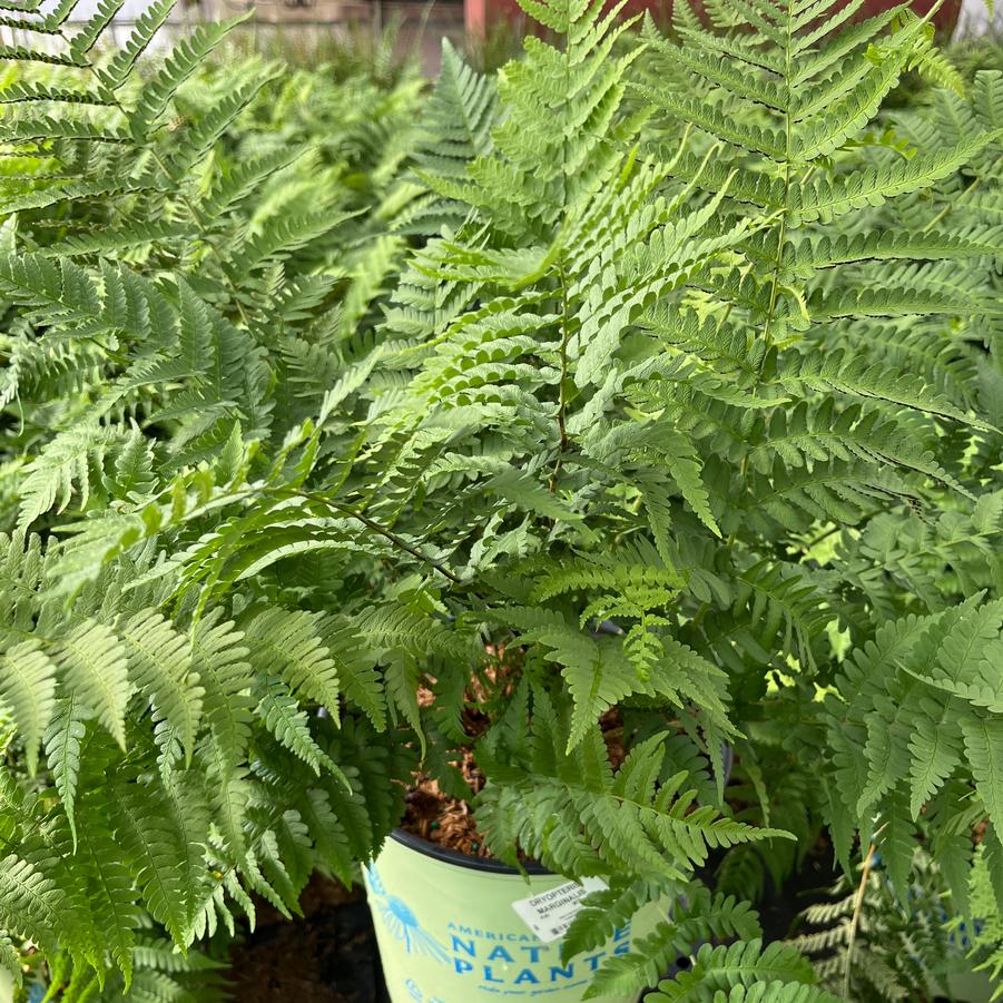 Dryopteris marginalis 