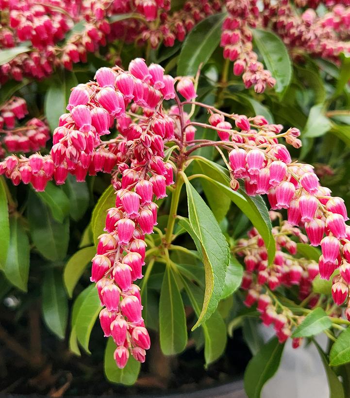 Pieris jap. Passion Party™ 'Passion'