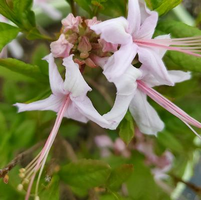 Azalea periclymenoides 