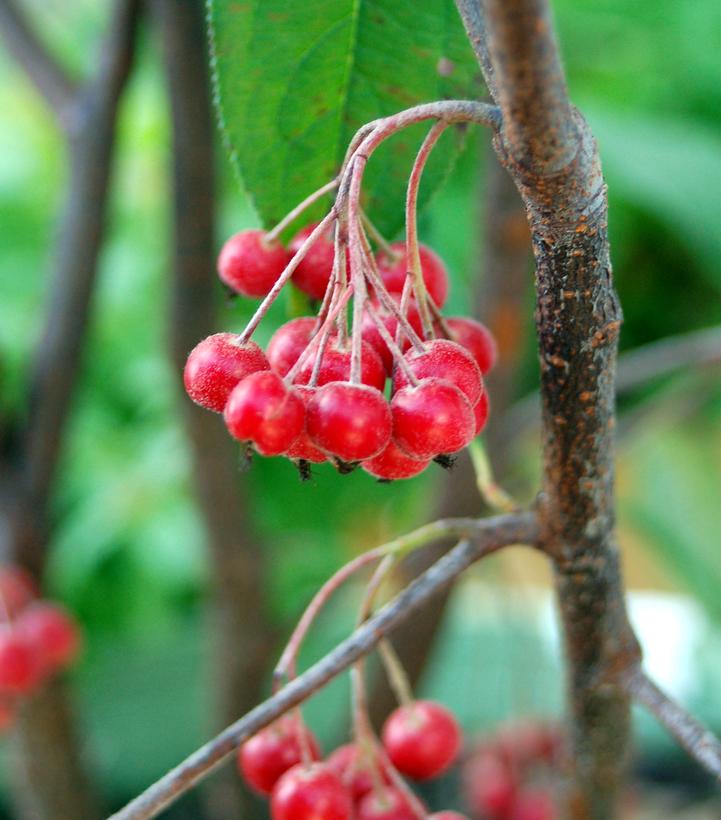 Aronia arbutifolia Brilliantissima