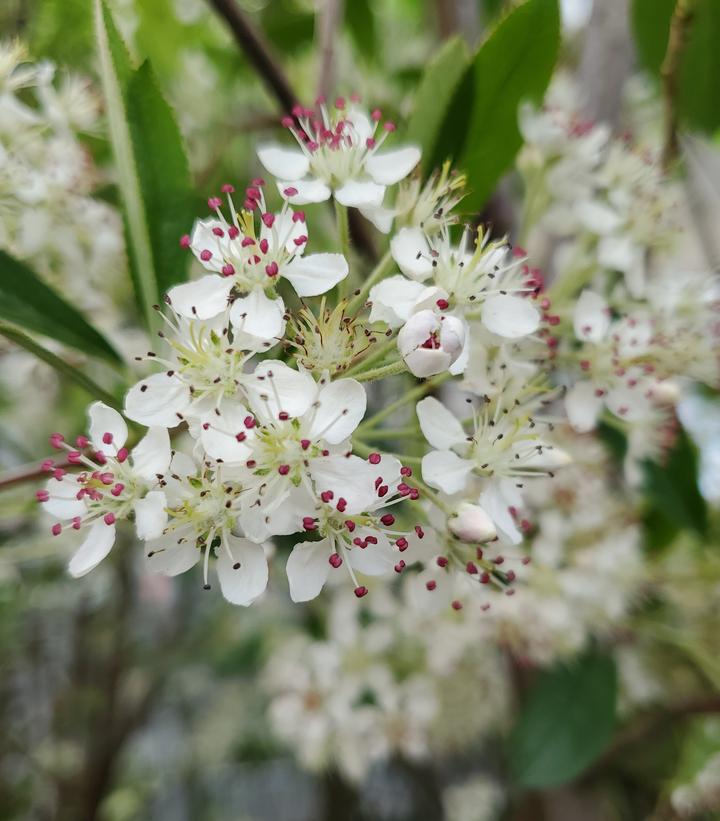 Aronia arbutifolia Brilliantissima